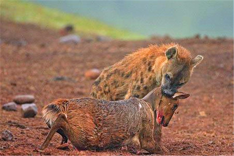 鬣狗突然看向前方,一个疾冲过去,就将猎物吓到摔倒在地了!