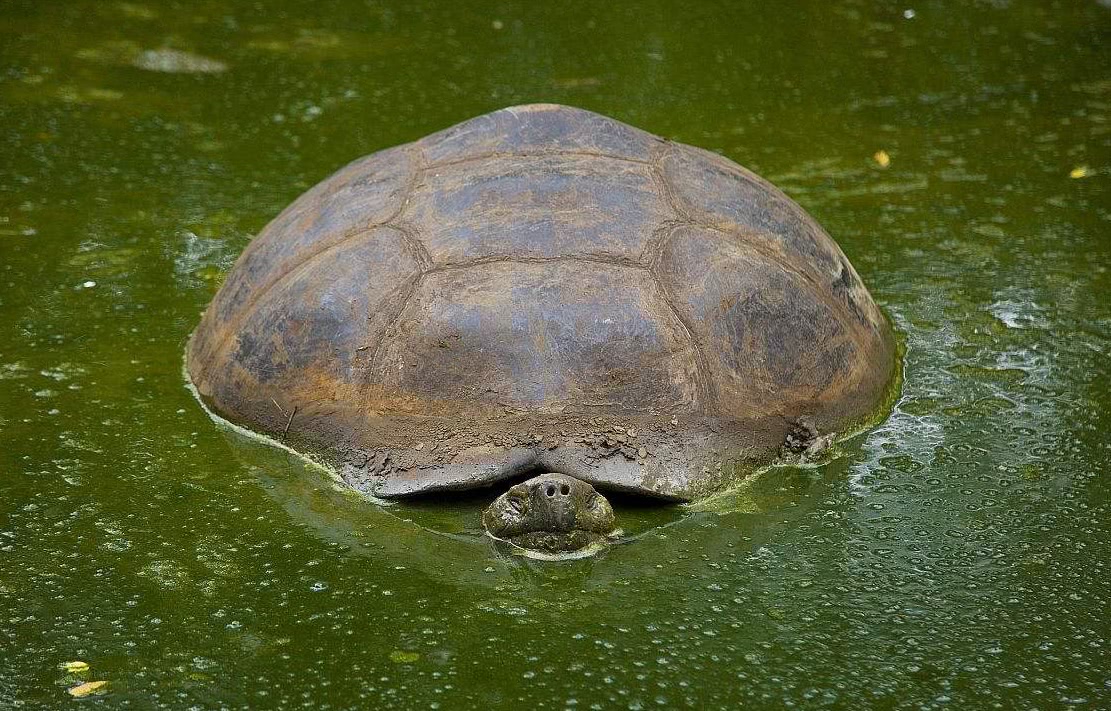 黄河巨龟的图片图片