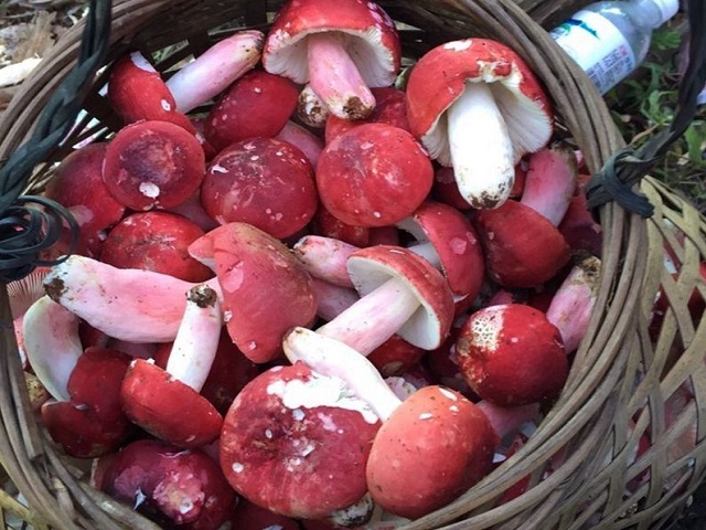 这种红色蘑菇来头不小,营养价值很高,适合冬季滋补