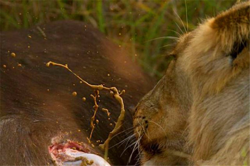 狮子正在进食野牛,结果一口下去炸了狮子一脸,画面真是尴尬