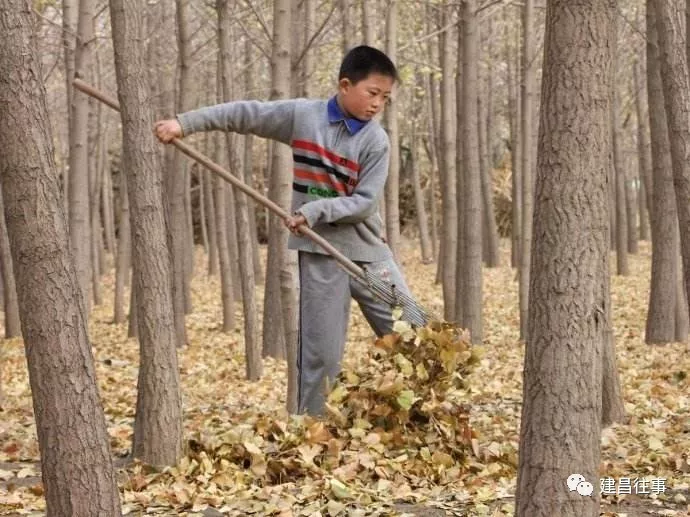 建昌往事搂树叶记忆