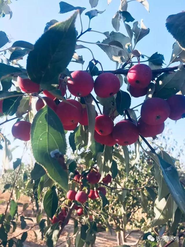 原創丨就戀這把海紅果