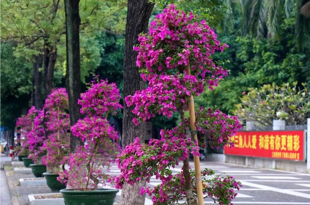 广东省中山市市花图片