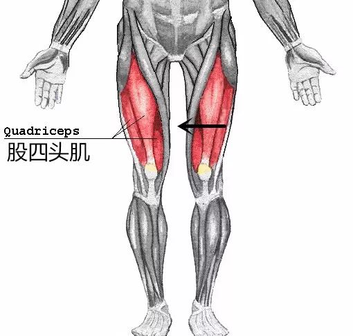 当髋关节过度内旋大腿外侧的股外侧肌也会跟随内旋的髋关节往中间移