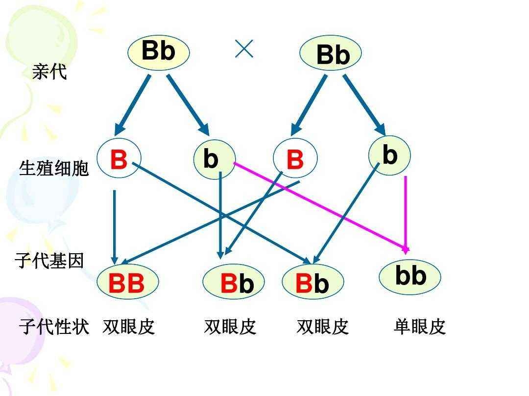 双眼皮基因遗传规律图图片