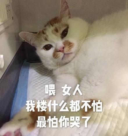 猫咪表情包:想你,脑子里全是你