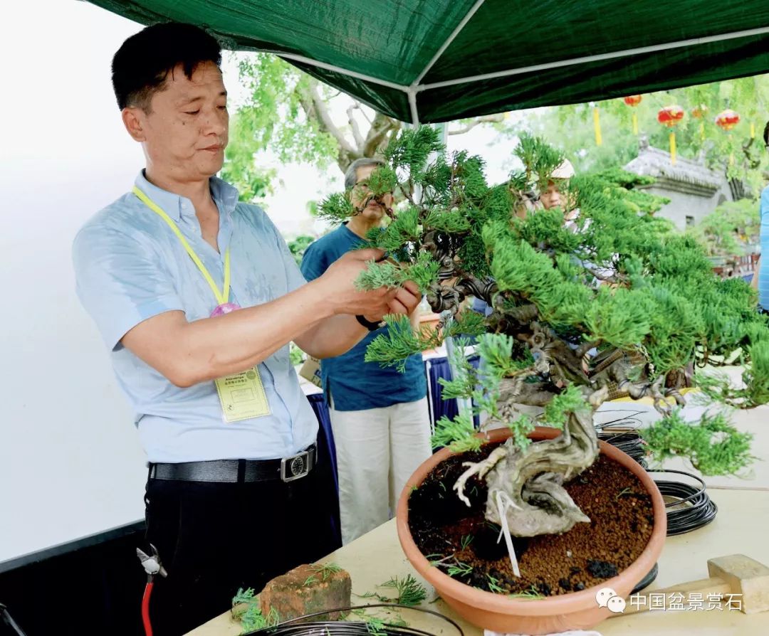 水墨境界——樊順利大師在馬來西亞的製作表演_盆景