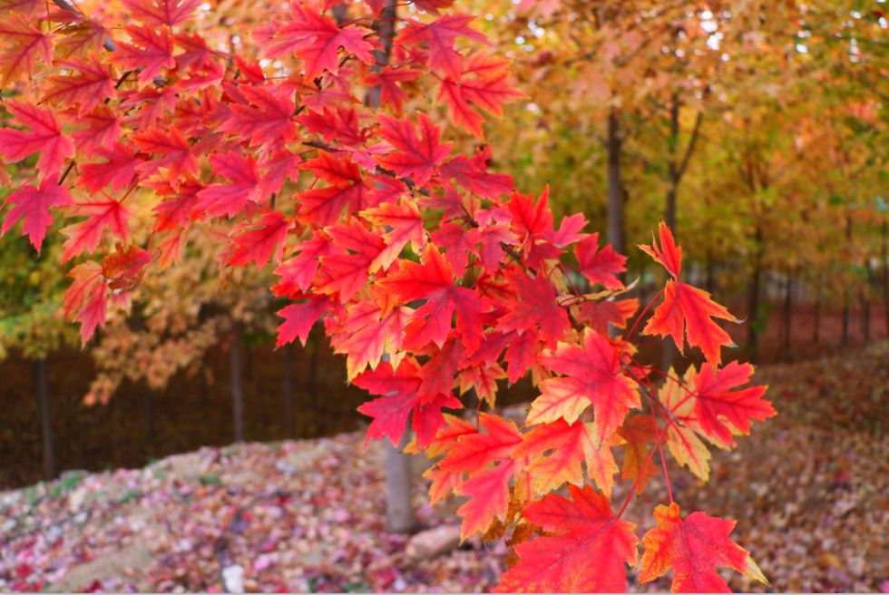 賞紅葉去香山no家門口的翩翩紅楓邀您共舞