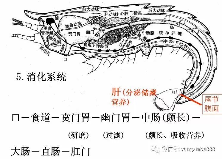 周末课堂高清图解对虾的内部构造养虾人请收藏