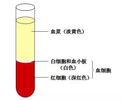 强直性脊柱炎活动期红细胞沉降率升高 c-反应蛋白(crp)是一种蛋白