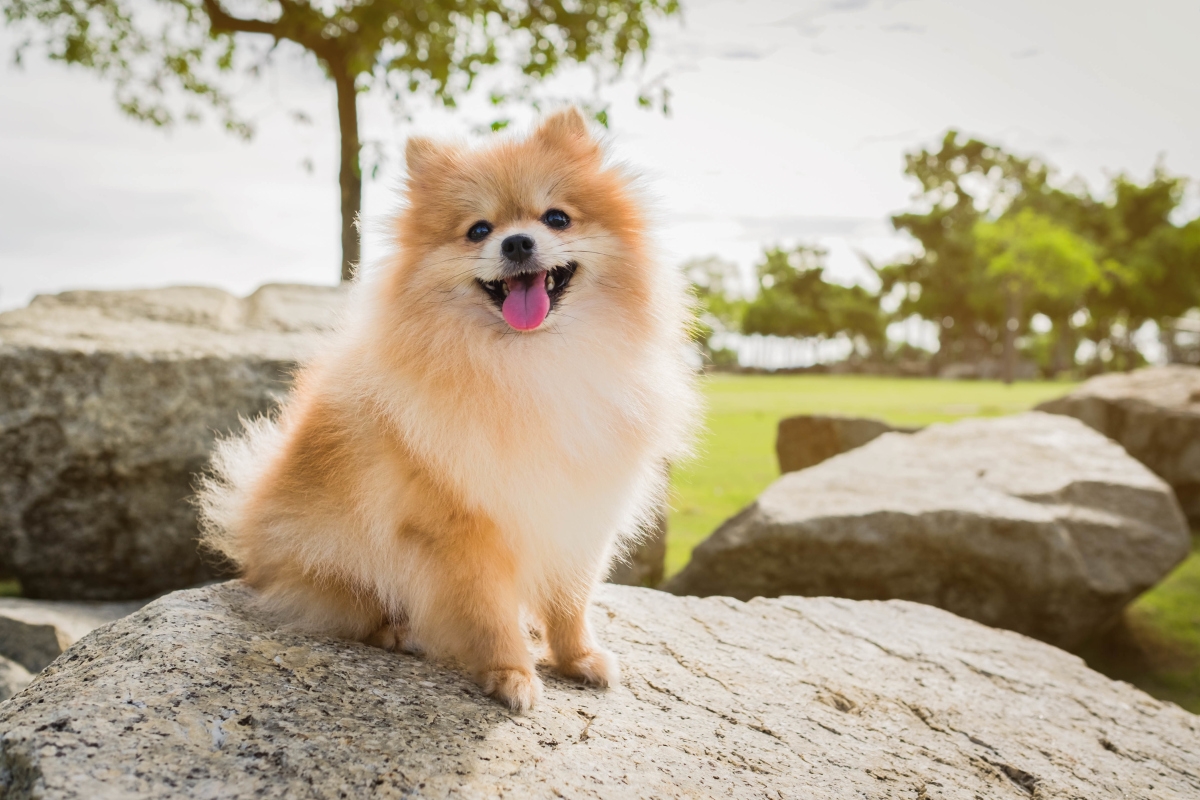 是一種緊湊,短背,活躍的玩賞犬,學名哈多利系博美犬(俗稱英系博美犬)