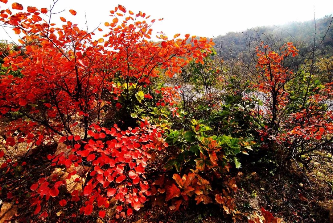 官宣萬山紅遍層林盡染最美秋色就在荊紫仙山