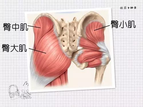 臀中肌是位於臀大肌深層的羽狀肌.