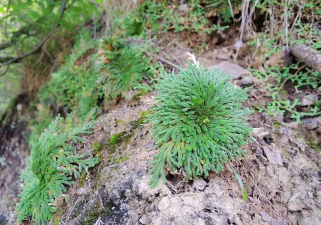 这种野草被称"九死还魂草,农村人常用,真能起死回生?