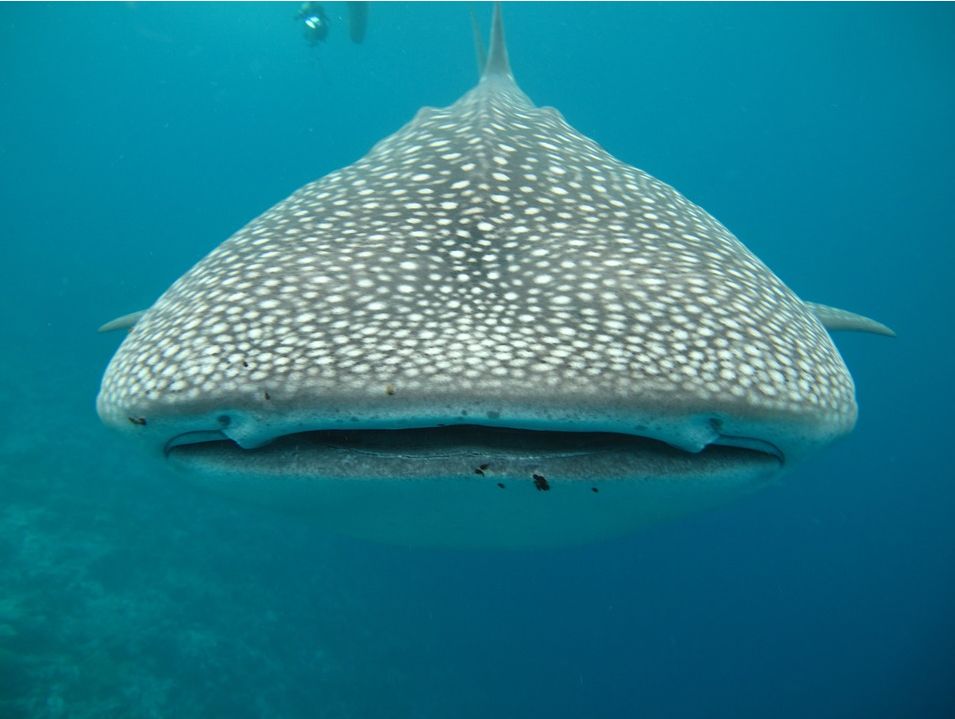 海洋動物篇:有一種感情叫人與自然_白鯨