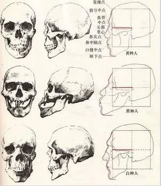 三大人种头骨图片