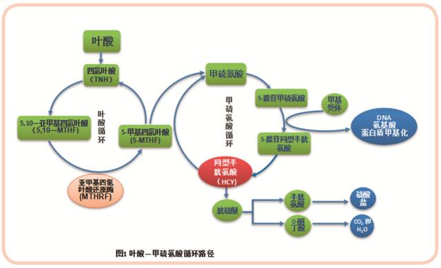 叶酸代谢基因多态性检测