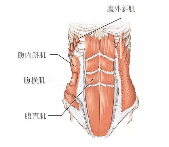 腹壁肌肉由外向内图片