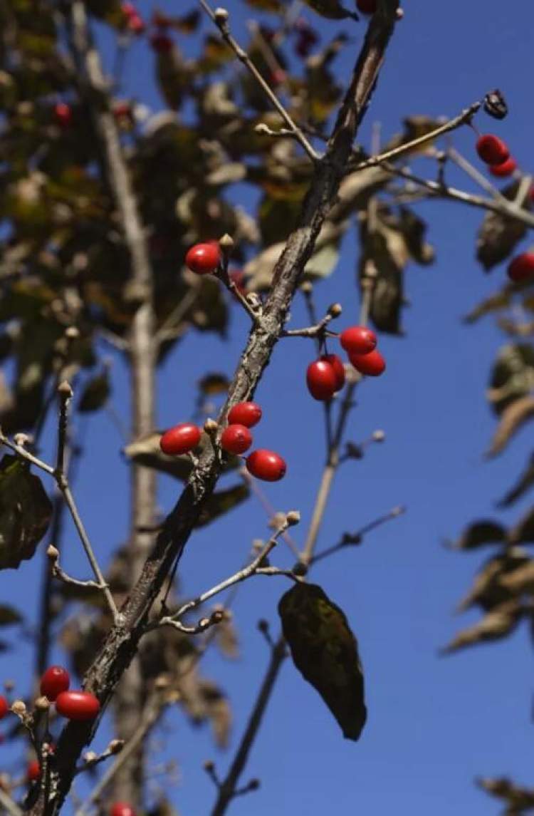 山茱萸果在枝頭上是鮮紅色,明亮有光澤,很是搶亮.