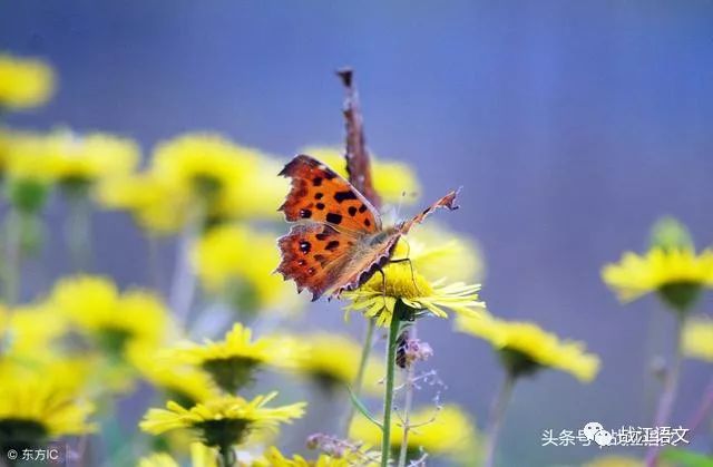 枯叶蝶走出菊花展,我和小伙伴们坐在一片小野花丛中开始我们的野餐啦!