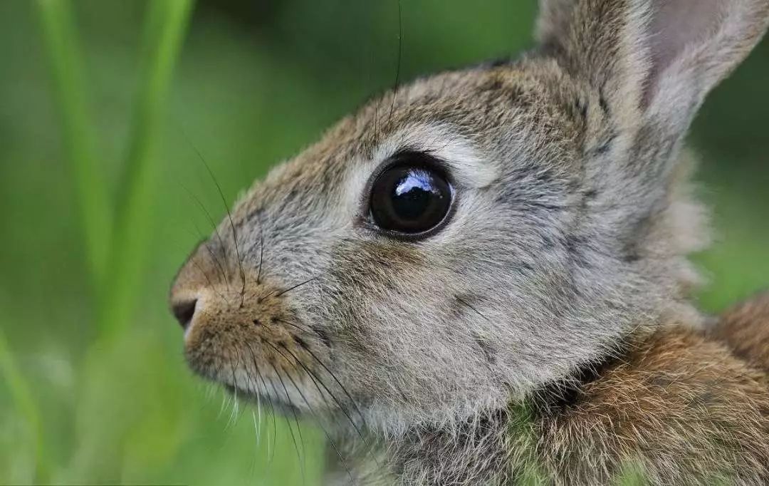 兔子眼睛正常图片图片