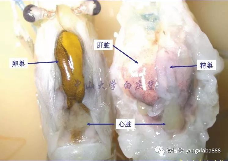 螯虾解剖实验图片