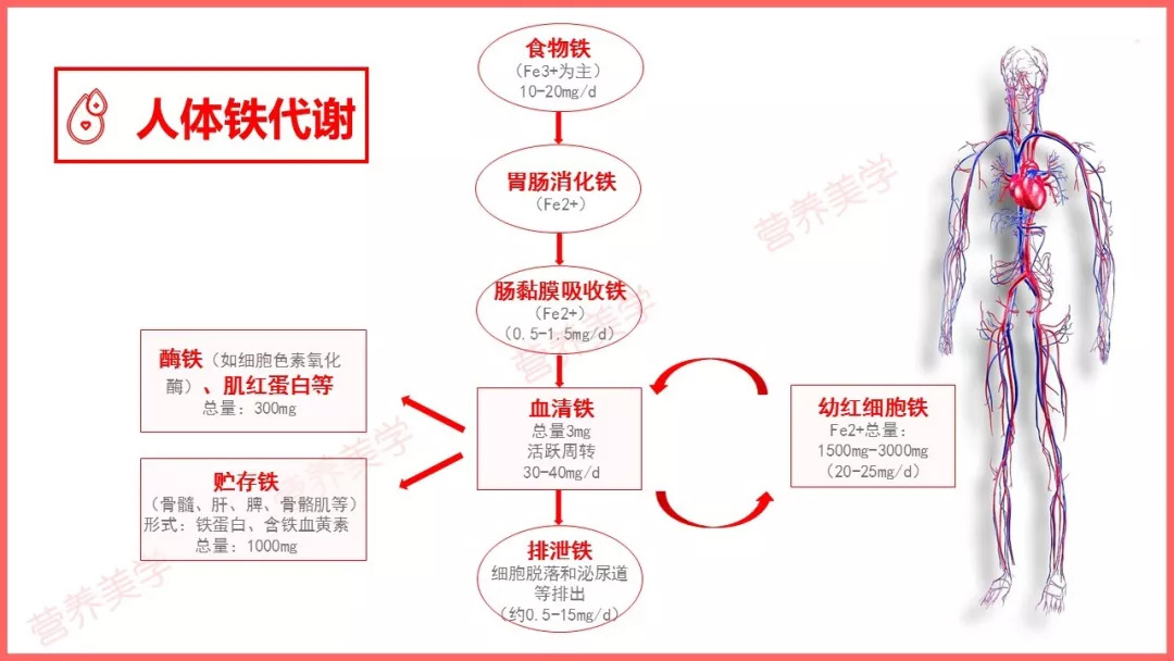 铁在体内的代谢过程图图片