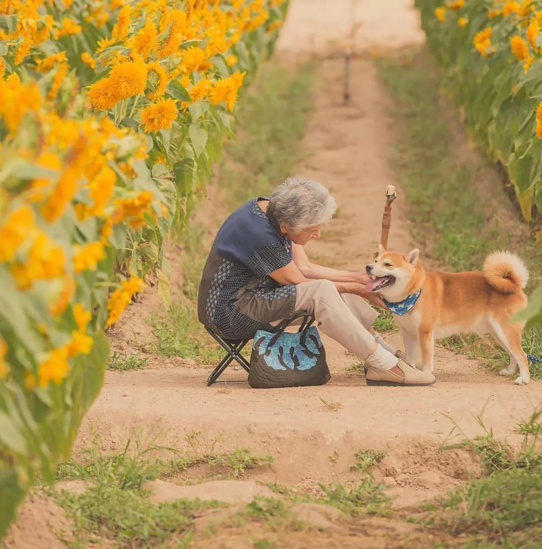 获赞16万!樱花树下奶奶和柴犬的照片,暖哭无数网友,瞬间被治愈