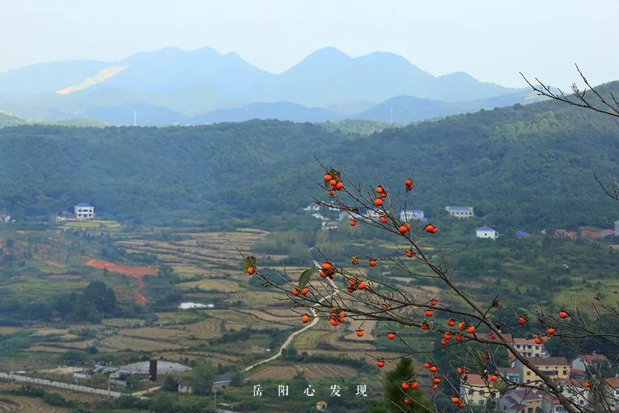 深秋出遊攻略丨打卡岳陽花語世界,麻布山森林公園