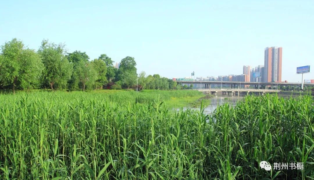 【荆州湿地】荆襄河湿地公园的前世今生