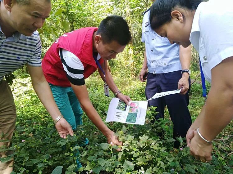 秀英區長流鎮長北村開展非法種植毒品原植物排查工作