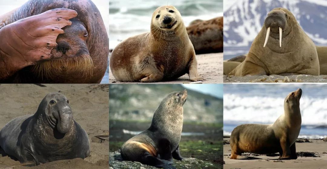 如何区分海豹,海狮,海狗,海象和海牛?