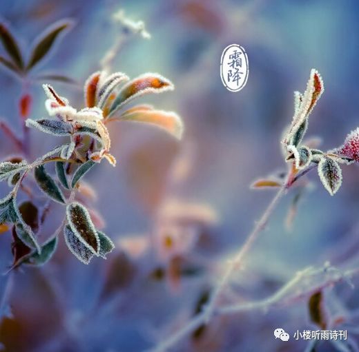 今日霜降丨叶落霜满天匆匆又一年