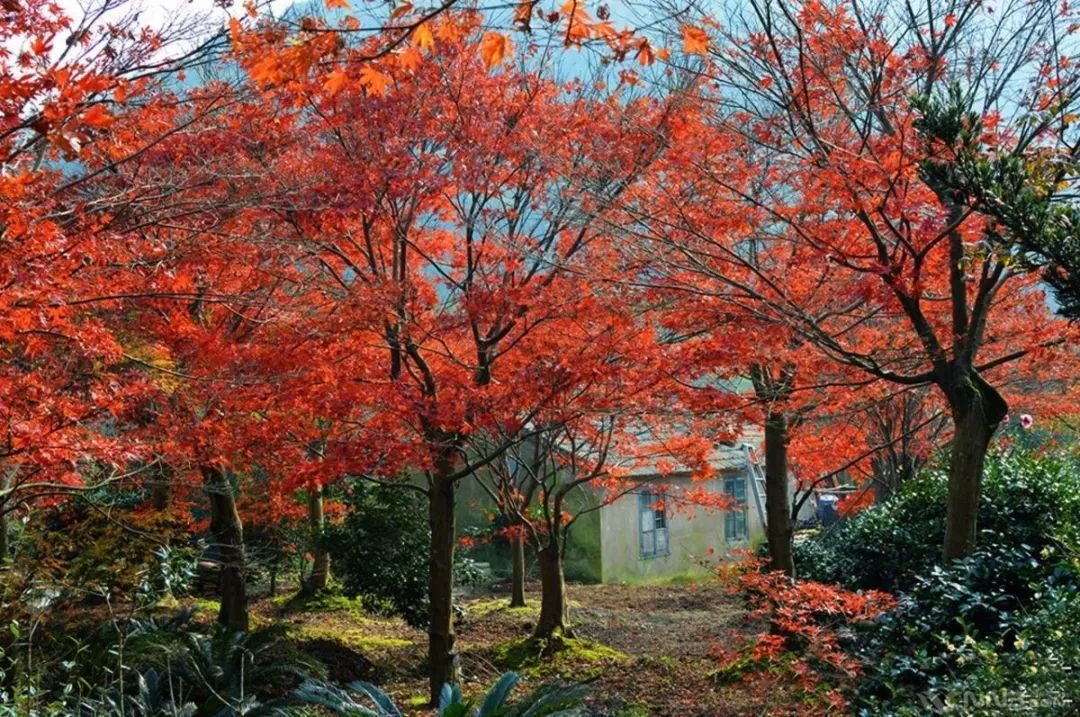 聽古剎梵音九峰山旅遊區瑞巖景區紅楓節正式開啟啦別急!