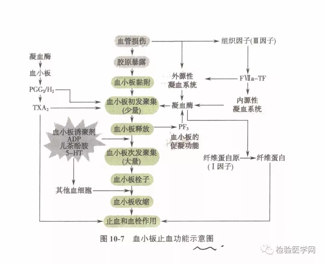 血栓是怎么形成的?图片