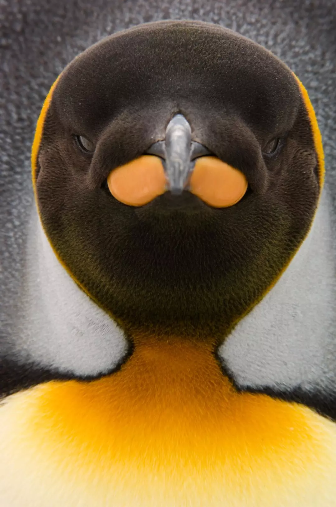 王企鹅瞳孔图片
