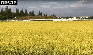 在嘉定工业区陆渡村,有着这样一片稻田,金黄色的稻穗在微风的吹拂下