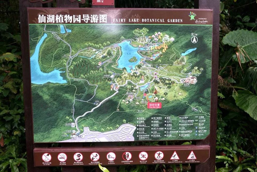 班于 10 月 19 日,组织家长及孩子们一行50 余人走进深圳市仙湖植物园