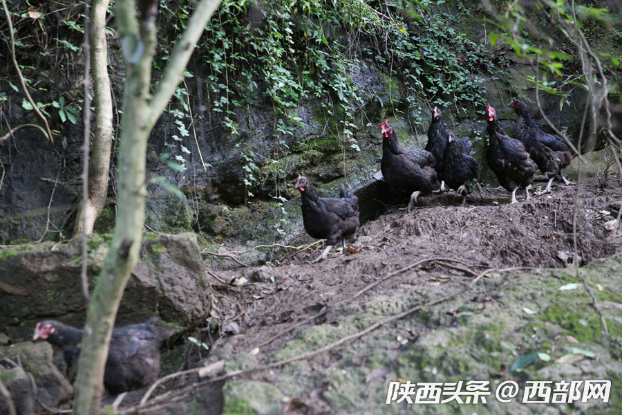 鄧康蘭養的是本地土雞,長到五六斤重就可以銷售,1斤的批發價13元左右.