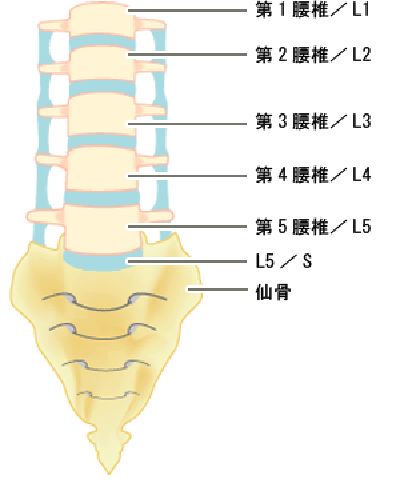 骨盆歪了會影響腰椎1至5節和腿部神經,導致子宮,泌尿系統,生殖器官等