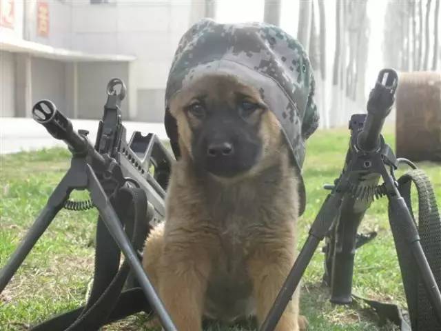 军犬单身图片