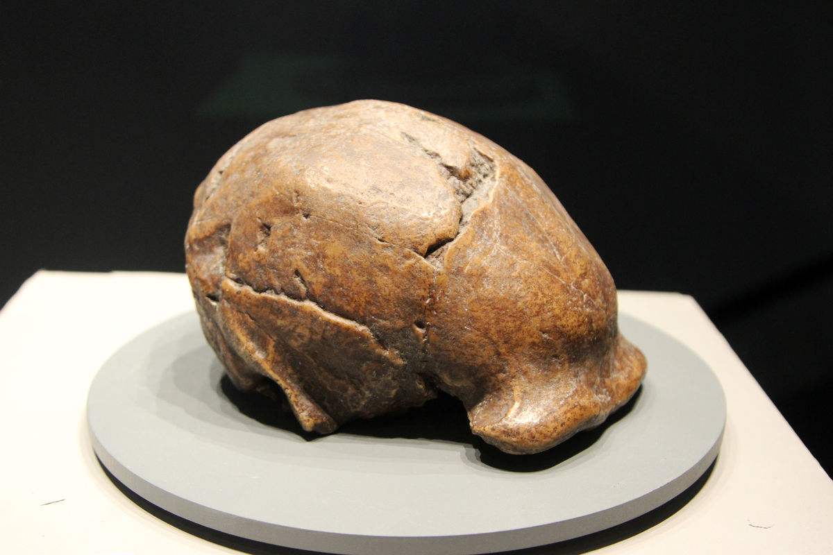 中国最早的猿人化石图片
