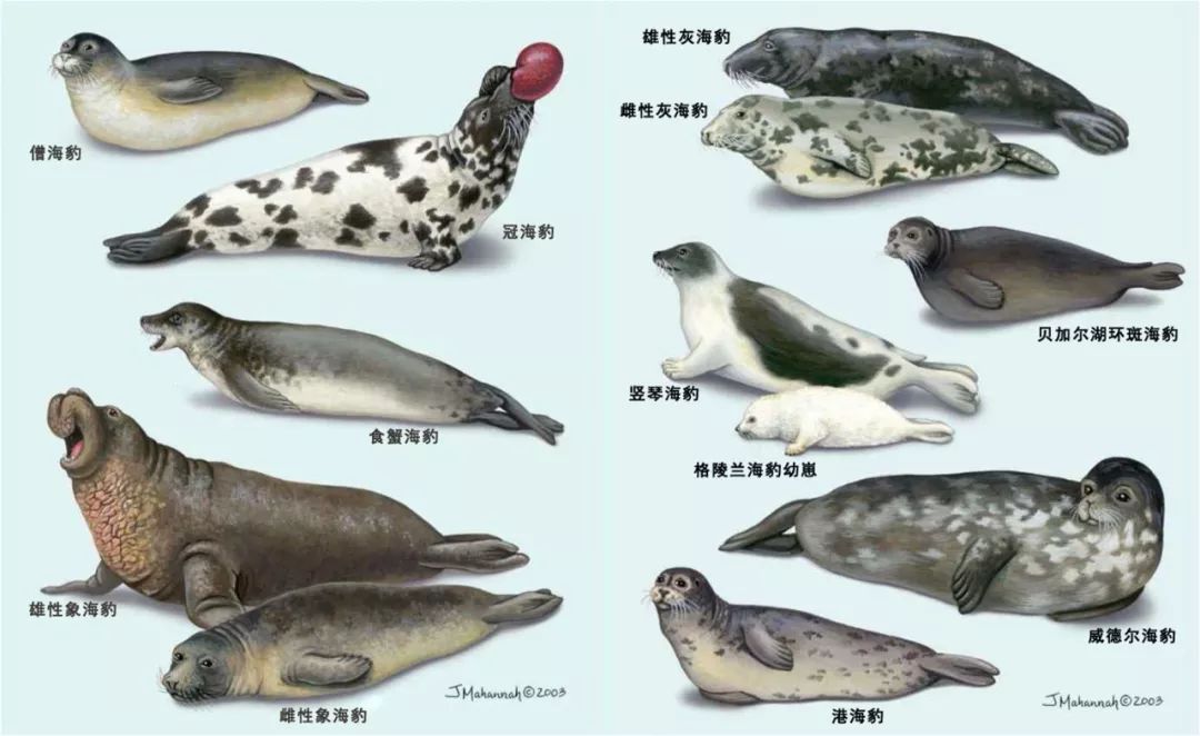 海豹与海狗的区别图片图片