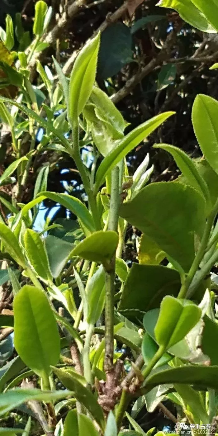 榮禾古茶古茶園基地之白鶯山古茶園