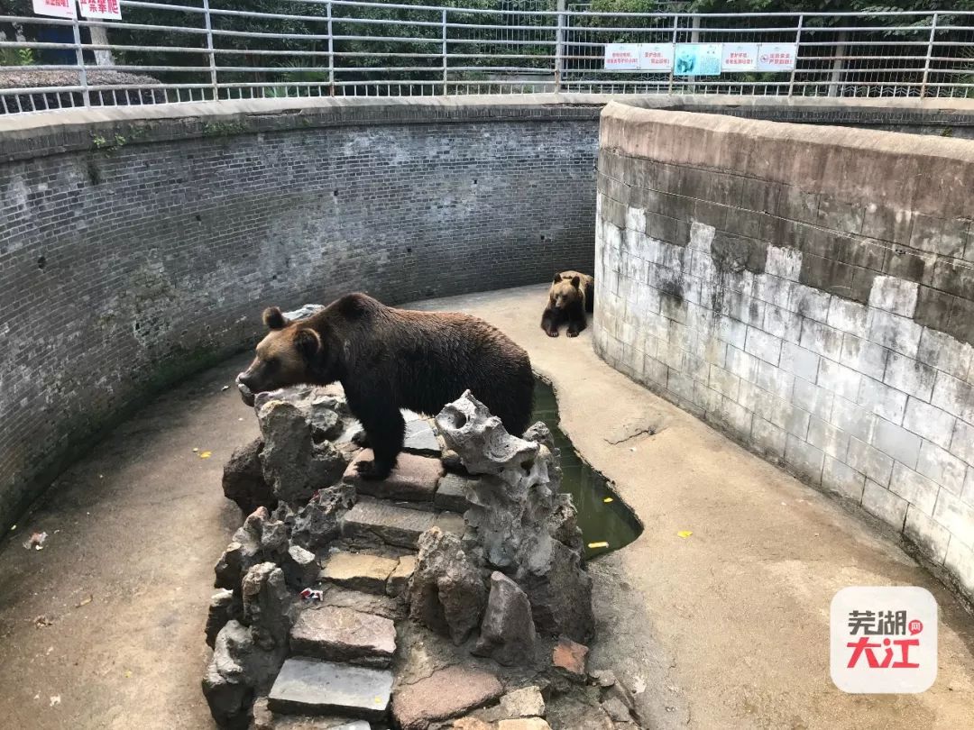 实拍芜湖动物园那些陪伴我们长大的动物它们还好吗