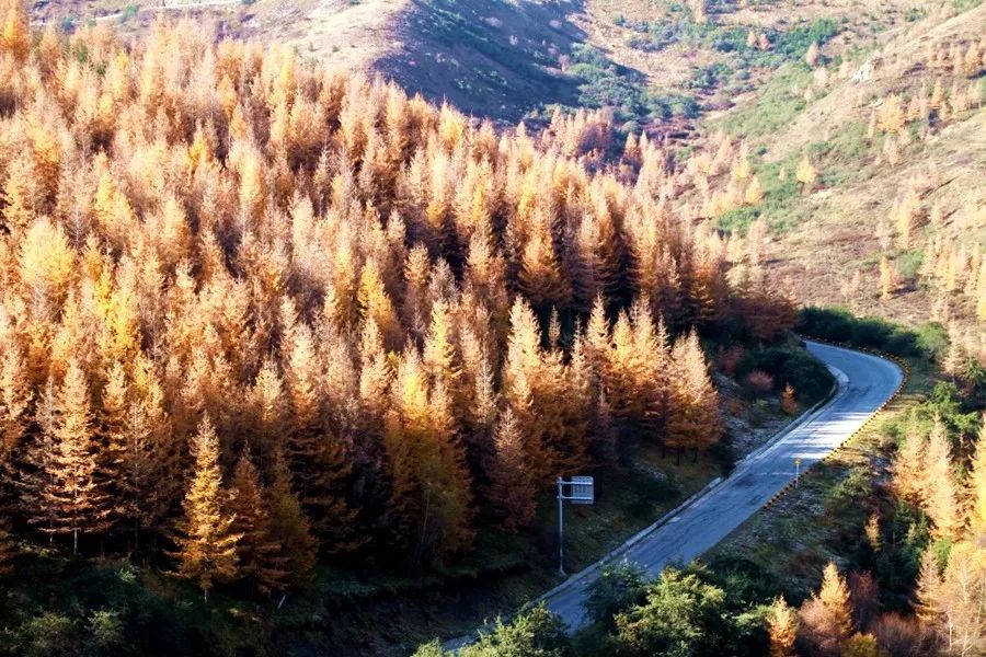 圖說丨金秋南華山_海原縣