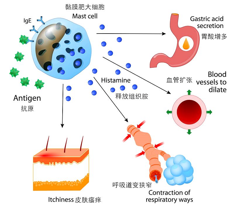 细胞产生,它是种神经递质和免疫信使,同时具有瘙痒介体和调节肠道功能