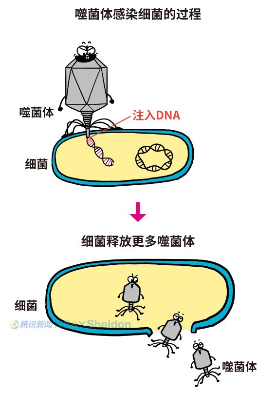 让细菌生产自己的蛋白质,它会向细菌注入自己的dna,噬菌体是一种病毒