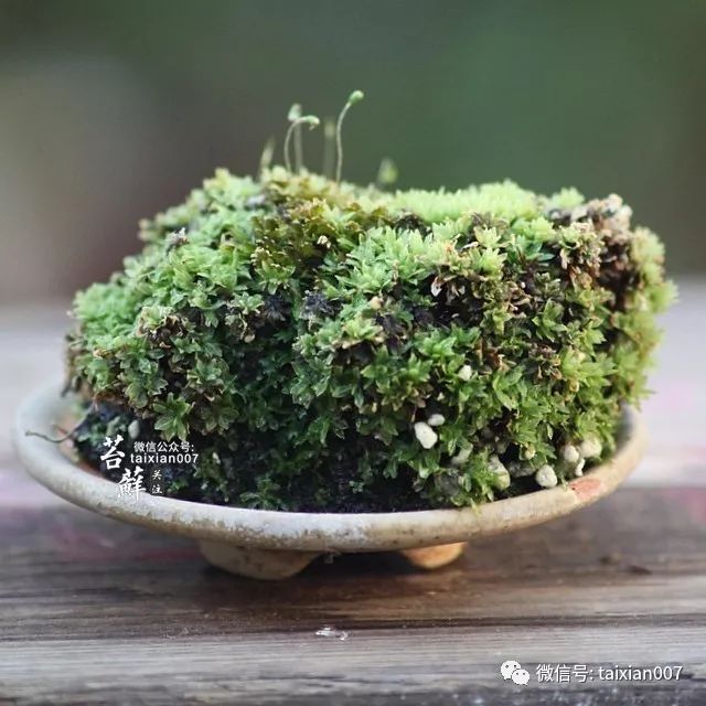 養一盆青苔禪意清遠