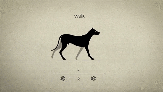 狗走路分解图5帧图片